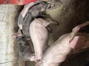 Vind porci de carne - imagine 4 Vind porci de carne - imagine 4