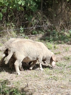 Berbec de vanzare  - imagine 3