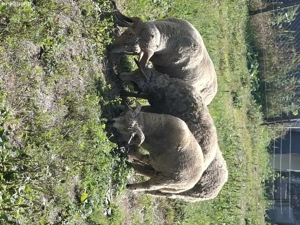 Berbec de vanzare  - imagine 4