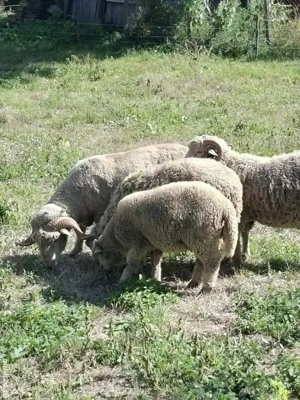 Berbec de vanzare  - imagine 2