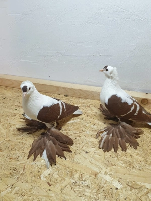 Caută altă casa - imagine 2 Caută altă casa - imagine 2