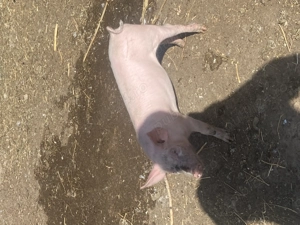 Vand 4 purcei - imagine 3 Vand 4 purcei - imagine 3