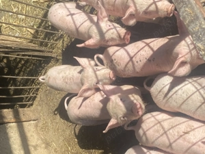 Vand 4 purcei - imagine 2 Vand 4 purcei - imagine 2