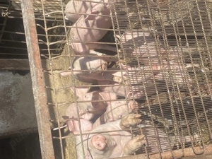 Vand 4 purcei - imagine 4 Vand 4 purcei - imagine 4