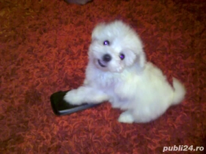 bichon maltez alb femela