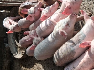 Vând purcei  - imagine 2