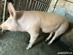 vand porc rasa de carne