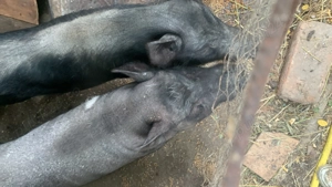 Vand doua scroafe vietnameze