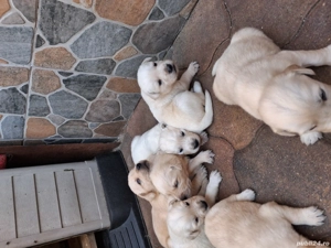 Vand catei Labrador  - imagine 3 Vand catei Labrador  - imagine 3