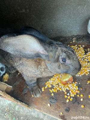 Iepuri urias german si normali - imagine 3