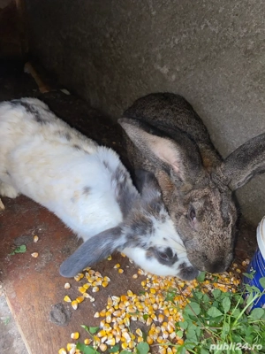 Iepuri urias german si normali - imagine 2