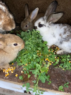 Iepuri urias german si normali - imagine 4