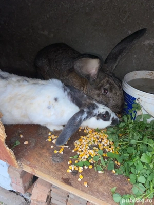 Iepuri urias german si normali