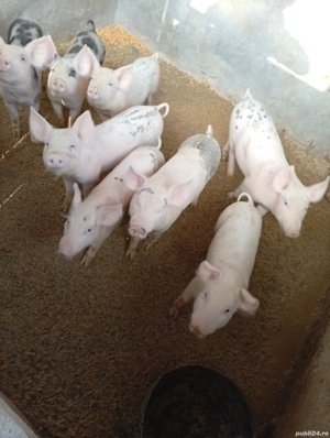 porc.         - imagine 2