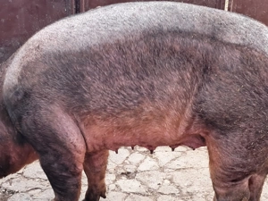 Scroafa duroc pentru sacrificat - imagine 3