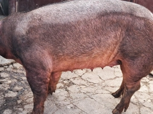 Scroafa duroc pentru sacrificat - imagine 2