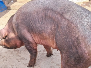 Scroafa duroc pentru sacrificat