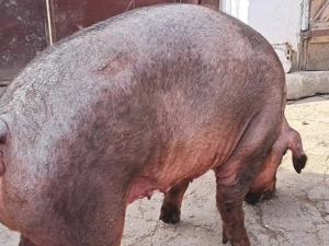 Scroafa duroc pentru sacrificat - imagine 4