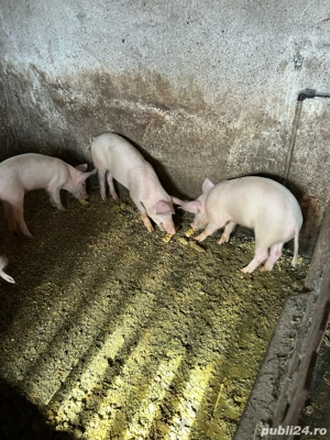 vând șuldani 25-30kg