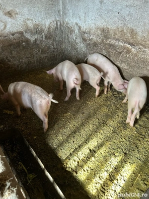 vând șuldani 25-30kg - imagine 3