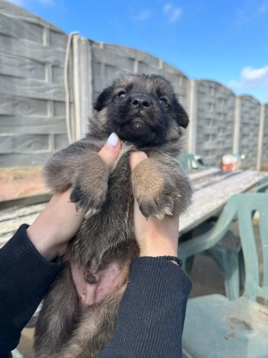 Ciobanesc german metis