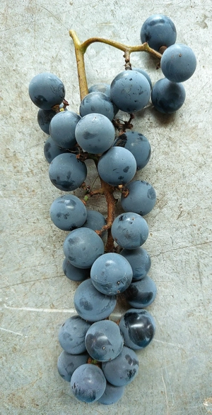 Vând struguri pentru vin