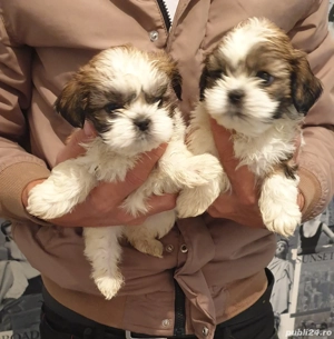 Pui Shih-tzu rasa pura.Fetite si băieți  - imagine 2
