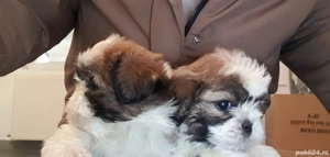 Pui Shih-tzu rasa pura.Fetite si băieți  - imagine 4