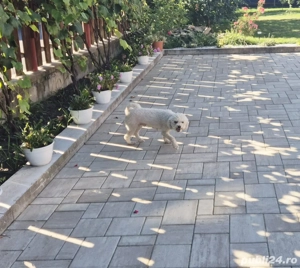 Bichon frise femelă  - imagine 4