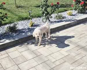 Bichon frise femelă  - imagine 5