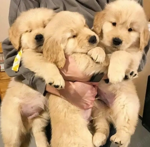 femele şi masculi  Pui Golden Retriever