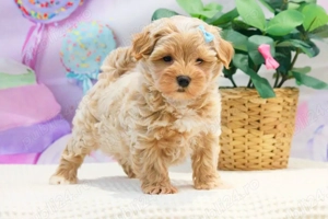 superbi fetiță și baietel  Maltipoo