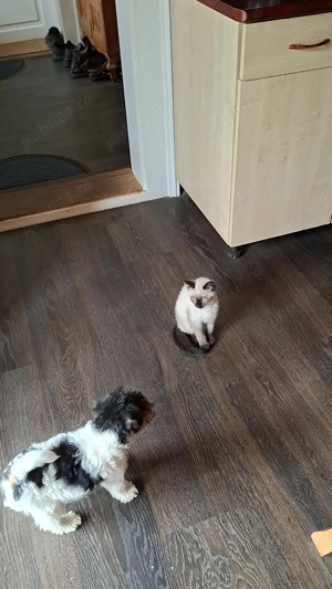 adoptez catelus de 7 saptamani