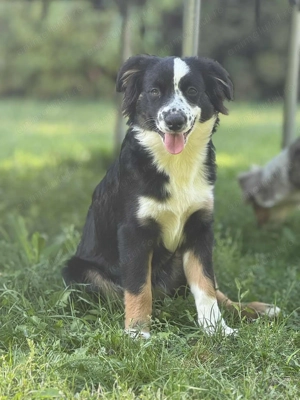 Miniature American Shepherd,  - imagine 5 Miniature American Shepherd,  - imagine 5