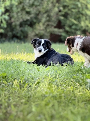 Miniature American Shepherd,  - imagine 4 Miniature American Shepherd,  - imagine 4