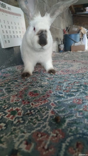 iepuri uriaș de Transilvania 