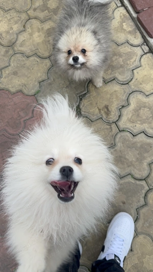 Pui pomeraniani rasa pură   - imagine 3