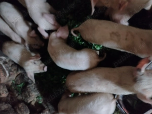 Vând purcei  - imagine 4