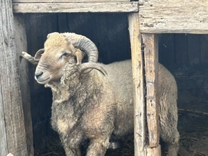 Vand berbec 1 an jumate