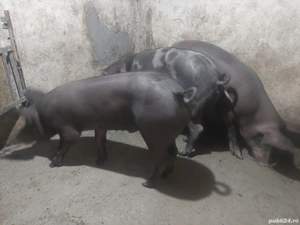 Vând grăsuni  - imagine 2