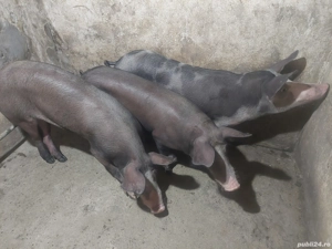 Vând grăsuni  - imagine 5