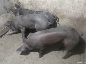 Vând grăsuni  - imagine 4