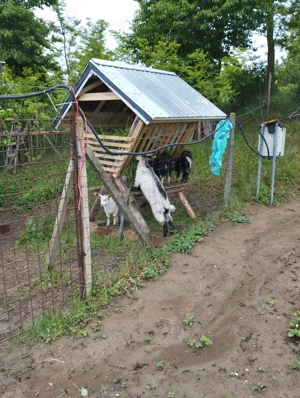 Vând ied pentru sacrificare