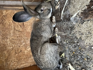 Vând sau schimb pereche de iepuri UG - imagine 4