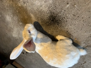 Vând sau schimb pereche de iepuri UG - imagine 2