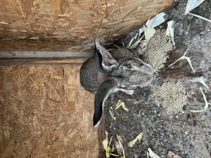 Vând sau schimb pereche de iepuri UG - imagine 5