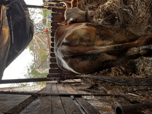 Vacă gestantă de vânzare 