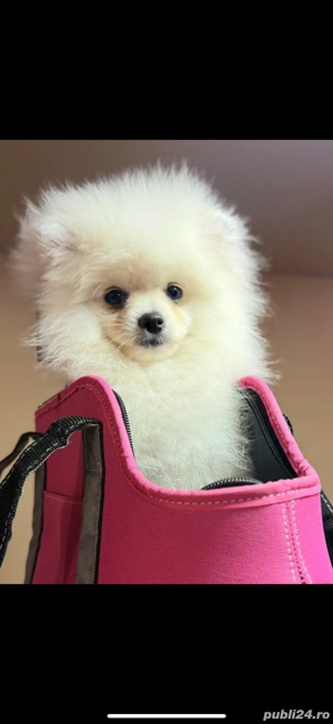 pomeranian boo ,superb varsta 4 luni