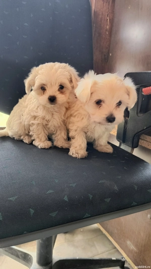 Cautam casuta noua  - imagine 3