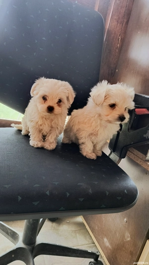 Cautam casuta noua  - imagine 2